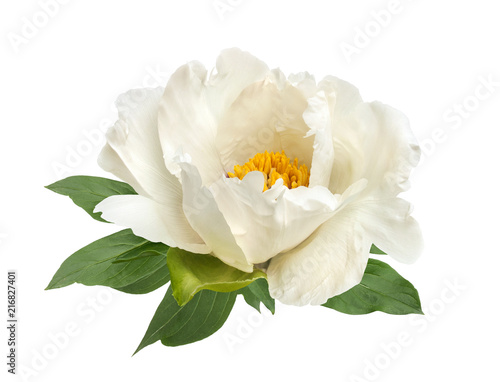 terry white peony flower isolated