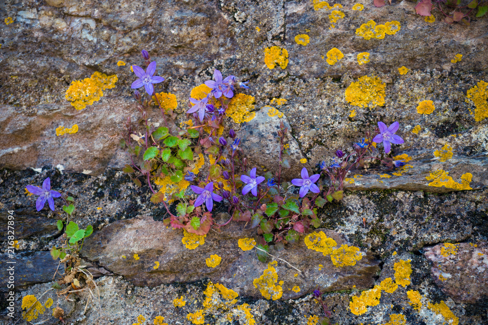 bluebells campanula in rock garden, grows wild on a wall bluebells campanula in rock garden, grows wild on a wall