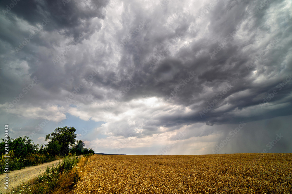 Scenic view of heavy clouds on blue sky background over yellow field. Photo of approaching storm in summer.