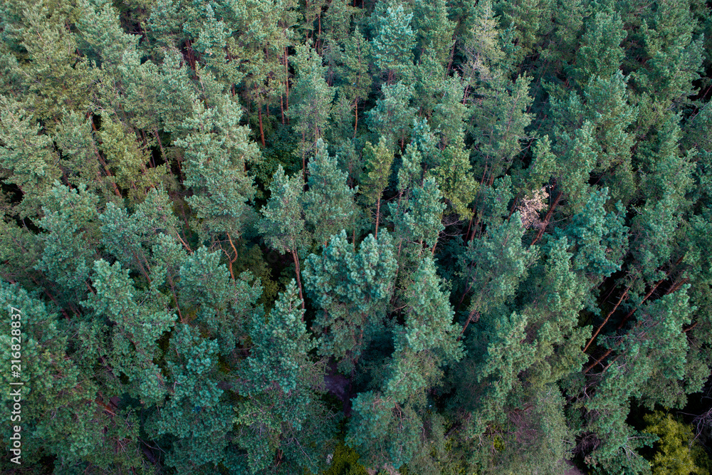 A nice view of the pine tree forest from above. A drone photography. 