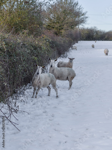 Surprised sheep in winter