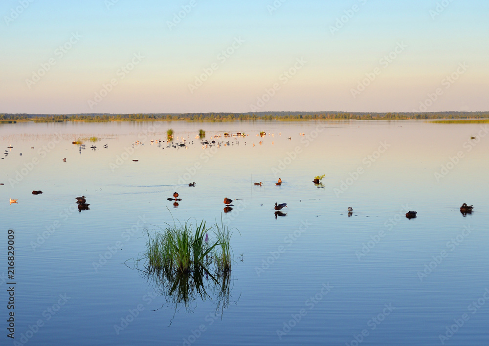 Wetland lake Sestroretsky Razliv at sunset.