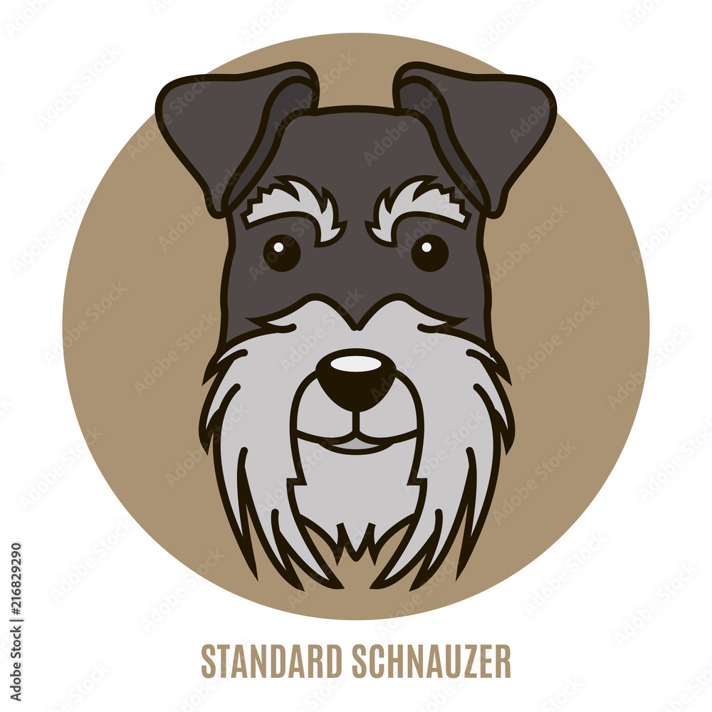 Portrait of Standard Schnauzer Portrait of Standard Schnauzer