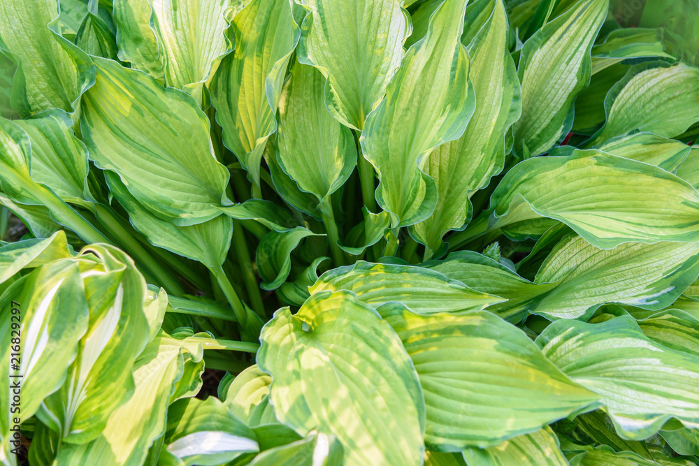 Obraz premium Green bush Hosta