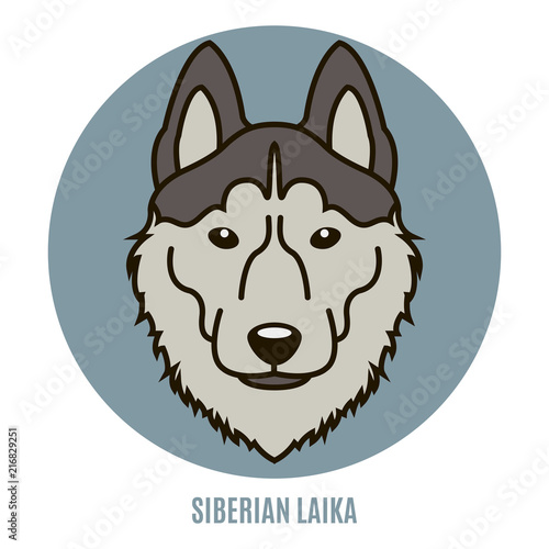 Portrait of Siberian Laika
