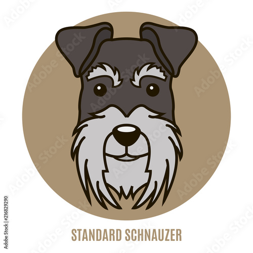 Portrait of Standard Schnauzer