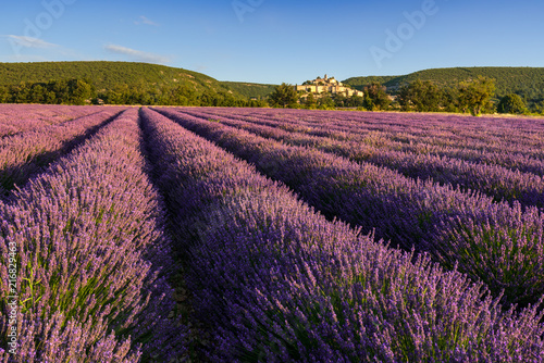 Lavender fields at sunrise with the village of Banon in summer. Alpes-de-Hautes-Provence, Alps, France