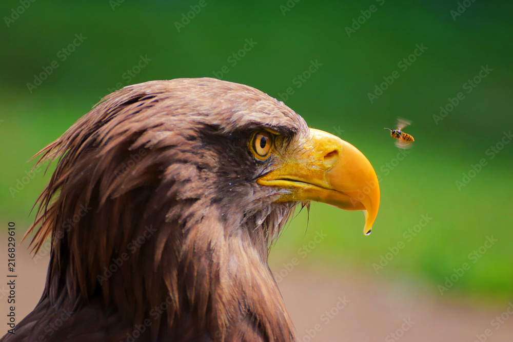 Obraz premium The eagle sea (Haliaeetus albicilla) is a large species of hawk-moth family belonging to the largest eagles