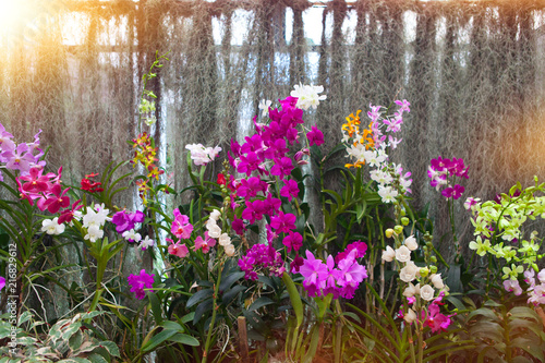 orchid background