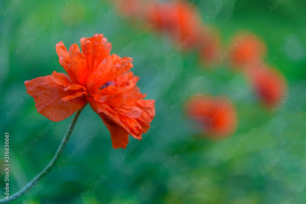 Obraz premium Terry red poppy