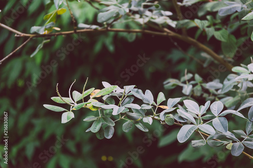 tree branch with cold-toned leaves