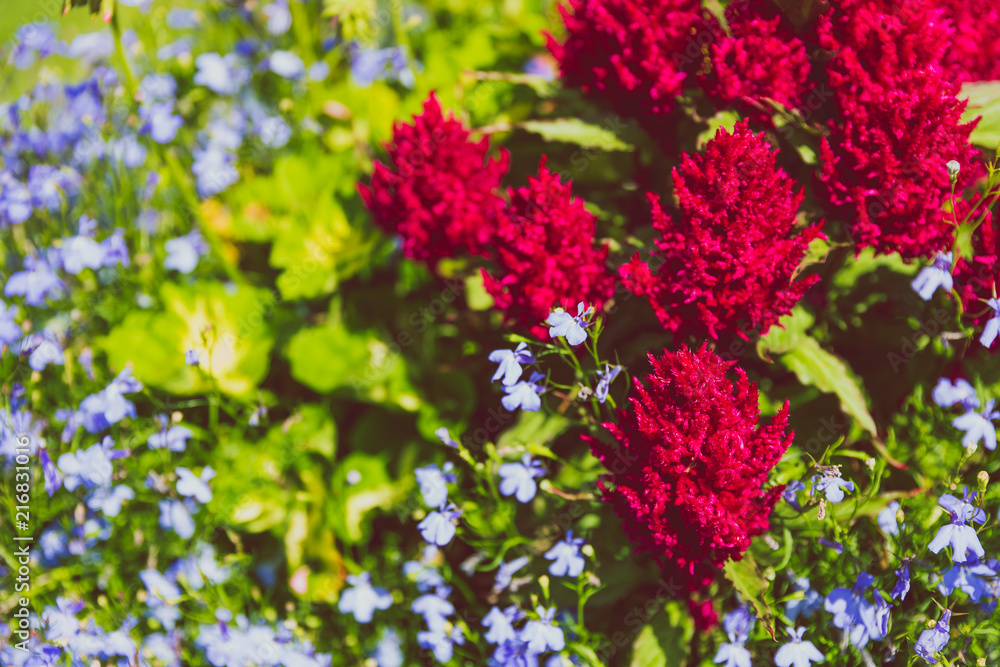Obraz premium flower composition in the park with red pink and blue flowers