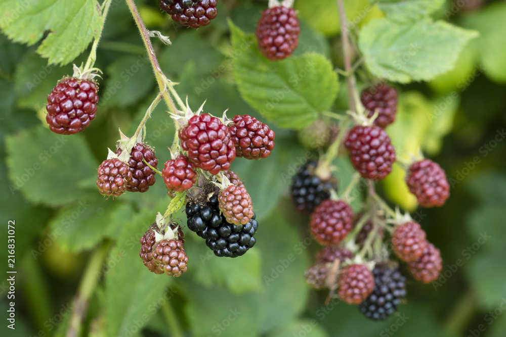 Immature blackberries outdoors on a plant. Immature blackberries outdoors on a plant.