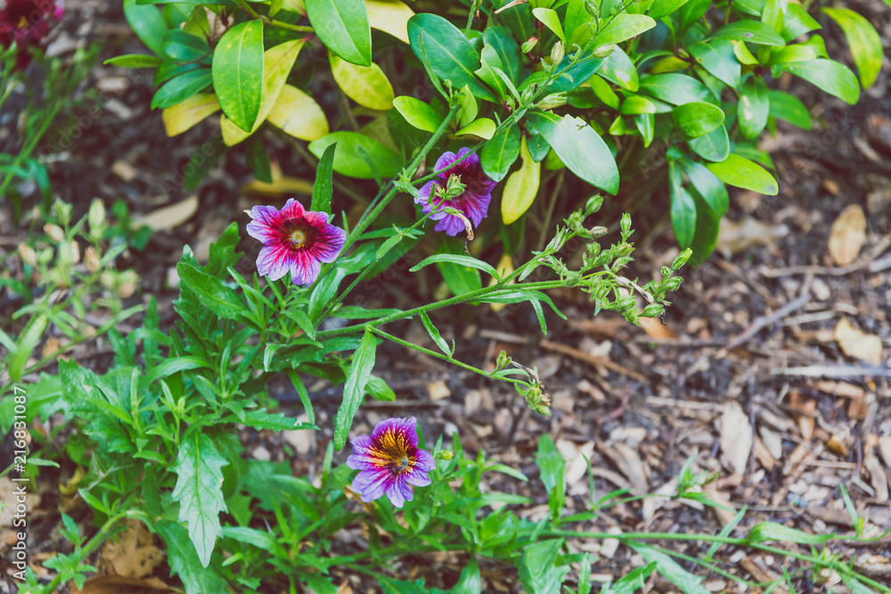 colorful petunias shot at shallow depth of field colorful petunias shot at shallow depth of field
