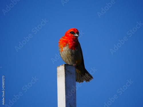 Red Fody bird Foudia madagascariensis in dramatic background