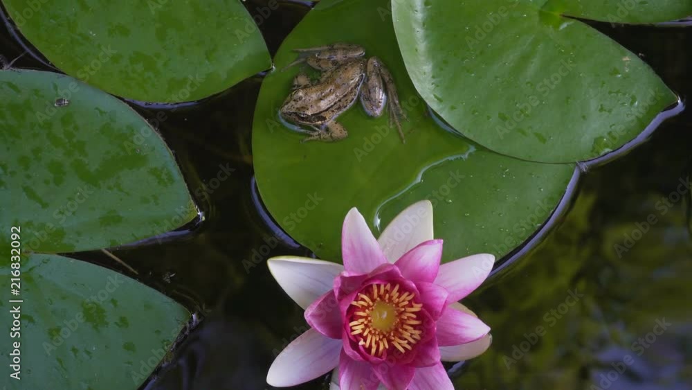 Ultra high definition closeup 4k video of Pacific chorus tree frog resting on green waterlily pad with blooming pink flower in backyard garden pond summer season 3840x2160 Ultra high definition closeup 4k video of Pacific chorus tree frog resting on green waterlily pad with blooming pink flower in backyard garden pond summer season 3840x2160