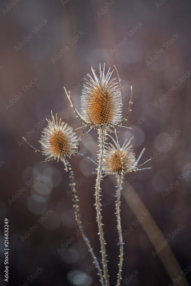 Obraz premium Golden wild flower