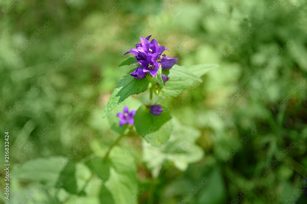 Campanula glomerata flower