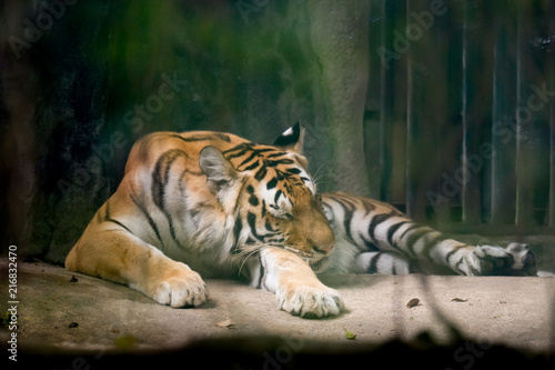 INDOCHINESE TIGER (Panthera tigris corbetti) in the zoo at Thailand