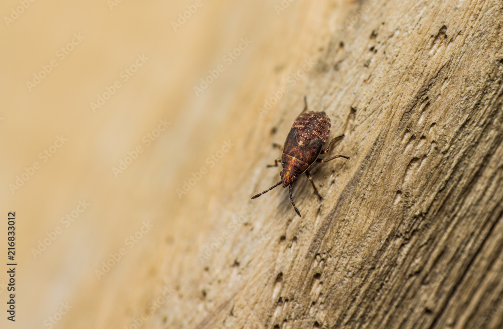 Birch Catkin Bug -  Kleidocerys resedae