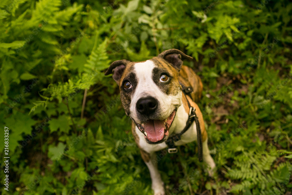 American Staffordshire Terrier in harness in the forest grass