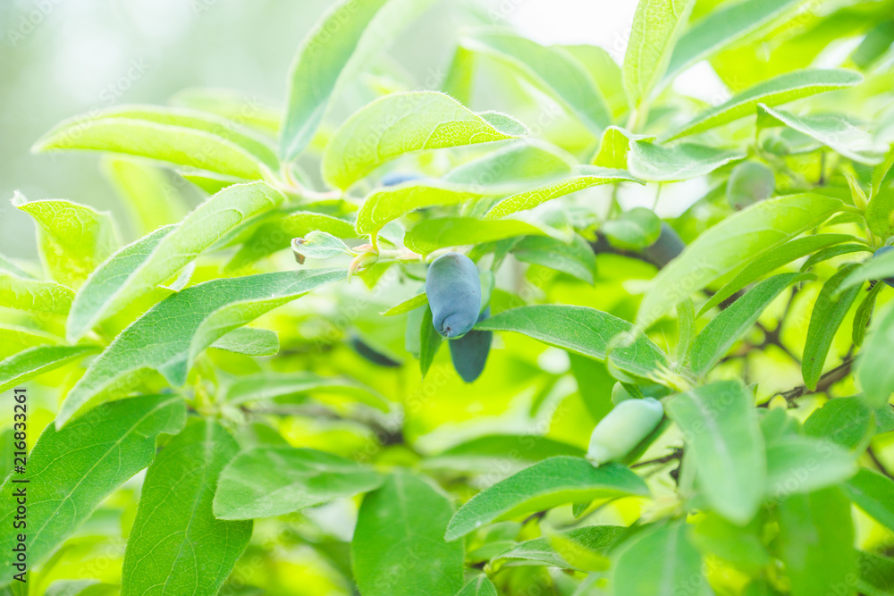 Obraz premium Ripe honeysuckle berries on the bush. Selective focus. Shallow depth of field.