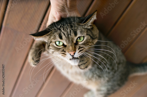A man's hand holds a shrill gray tabby cat. Punishment.