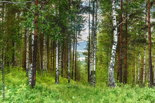 Fototapeta Naklejka Na Ścianę i Meble -  Green birch and pine forest in summer