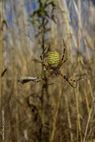 Wasp Spider (Argiope bruennichi) - female photo