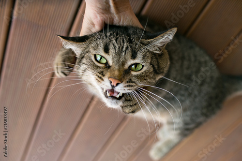 The gray tabby cat is punished for disobedience.