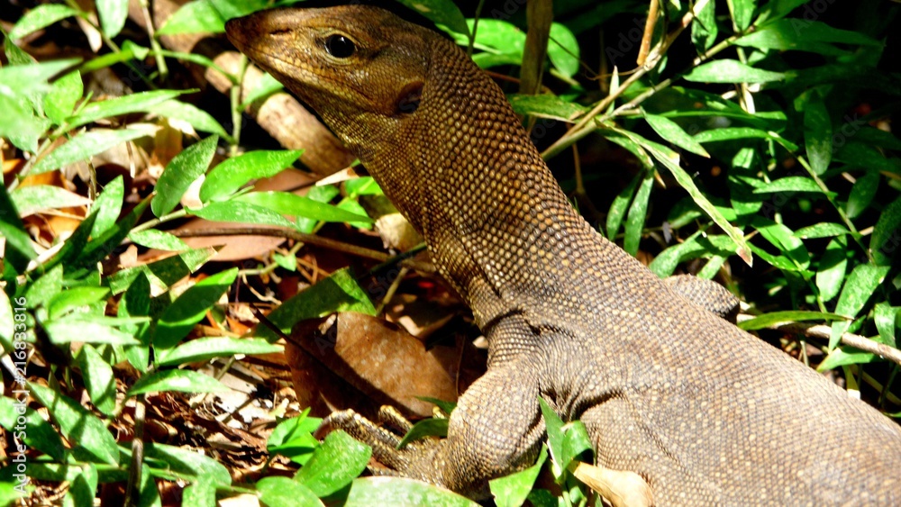 Fototapeta premium Lizard