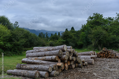 A pair of piled up logs ready to take away in front of a dense forest & under a cloud stormy sky at the Basque Country, Spain