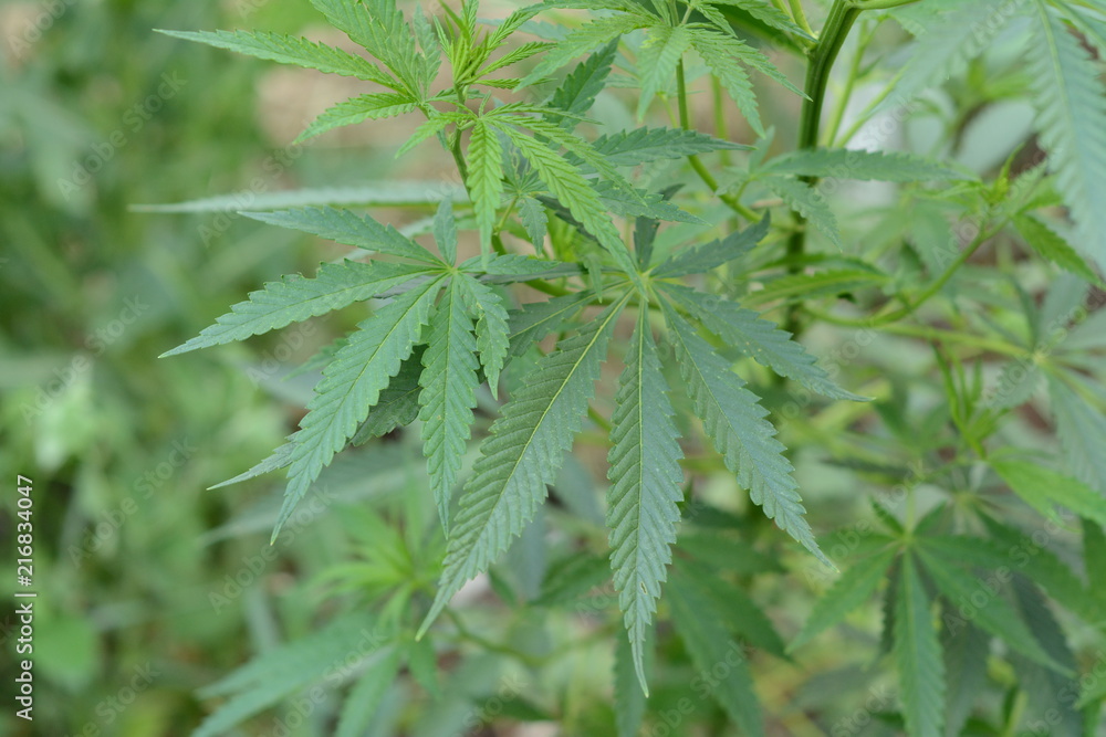 Bush cannabis close-up on a green background. Bush cannabis close-up on a green background.