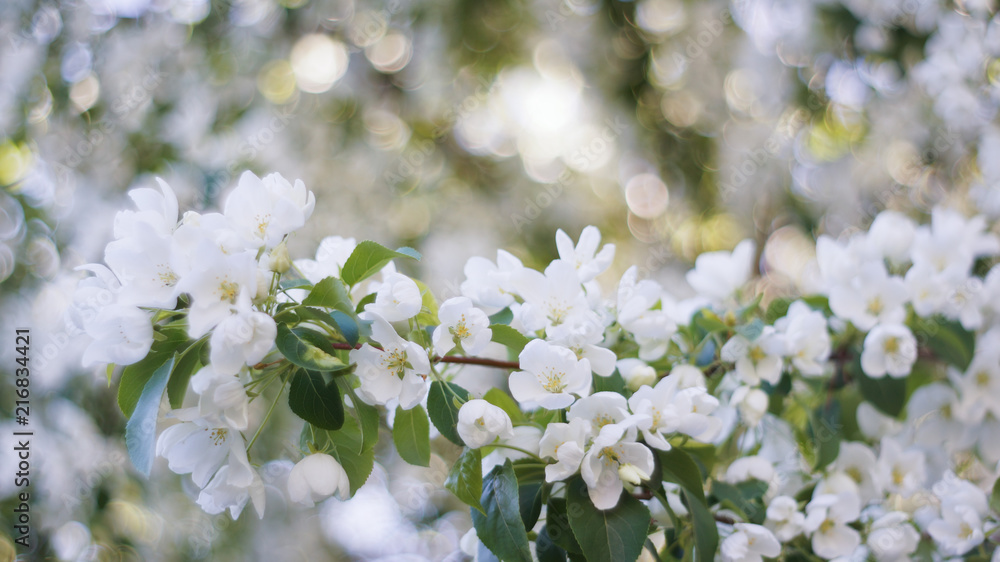 Blossom apple