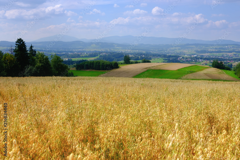 Obraz premium Field of golden oats. Summer countryside landscape