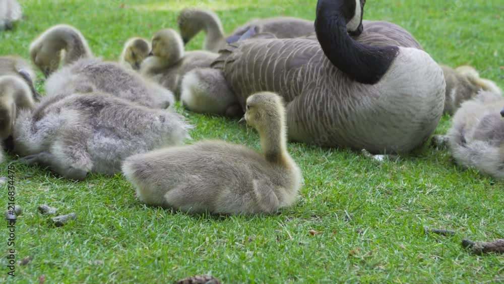 Ultra high definition closeup 4k video of female Canada Goose with her goslings sitting and resting on green grass spring season UHD 3840x2160 Ultra high definition closeup 4k video of female Canada Goose with her goslings sitting and resting on green grass spring season UHD 3840x2160