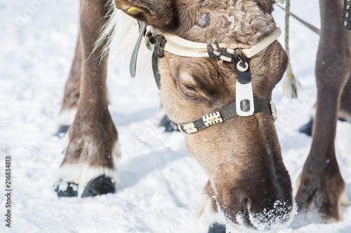 Reindeer with harness on his head bowed his head to white snow in Siberian camp in winter.