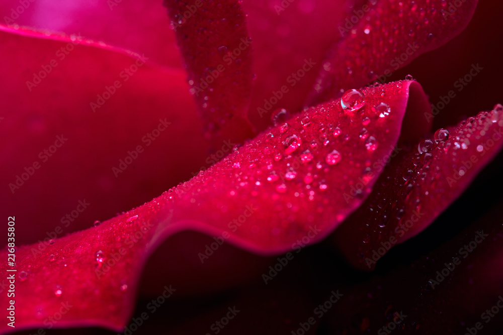 Red rose closeup with water drops. - obrazy, fototapety, plakaty 