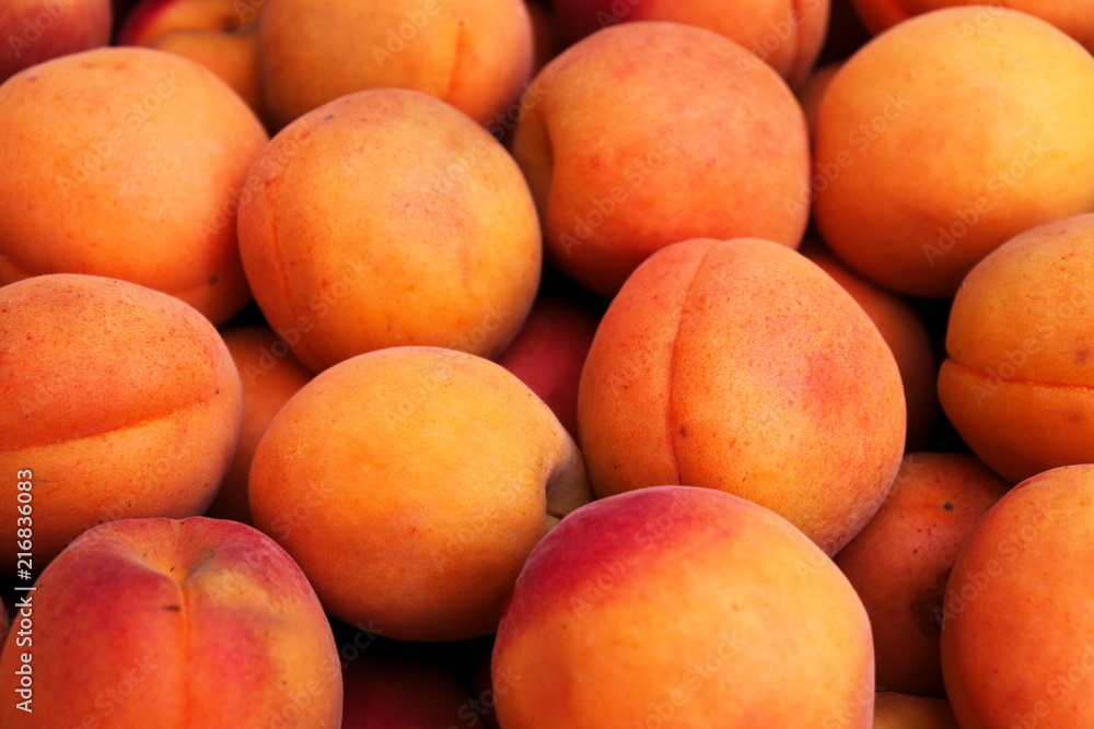 Freshly harvested apricots