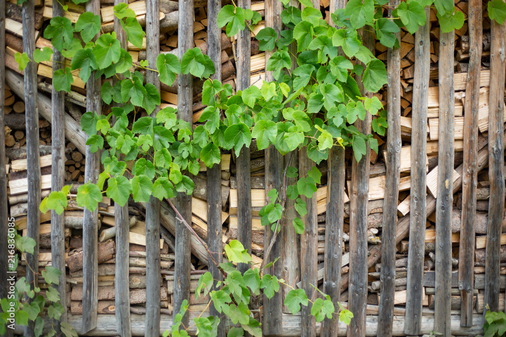 Folded firewood behind the fence of thin rails. Stacked Logs Texture. Folded firewood behind the fence of thin rails. Stacked Logs Texture.