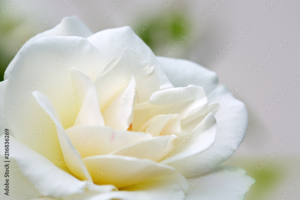 Fototapeta premium White rose isolated on green.