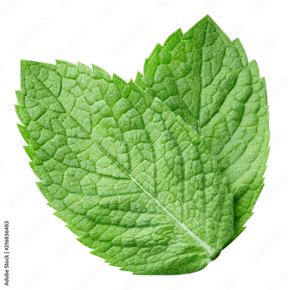 Obraz premium mint leaves isolated