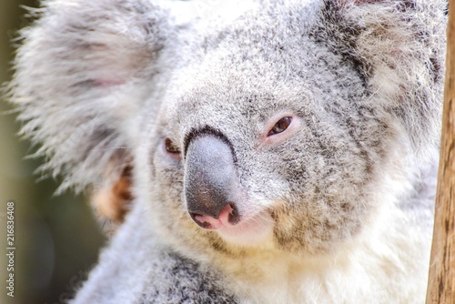 Fototapeta Naklejka Na Ścianę i Meble -  Portrait of Adorable Koala Bear at Featherdale Wildlife Park