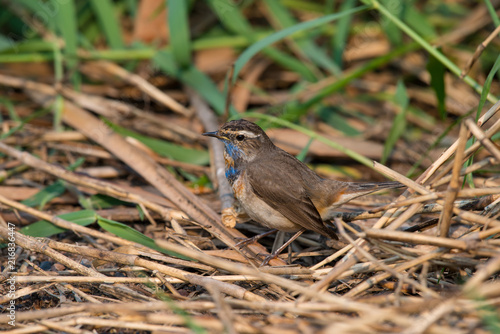 Wallpaper Mural Male Bluethroats from Alaska, Bluethroat is one of the handful of birds that breed in North America and winter in Asia. Torontodigital.ca