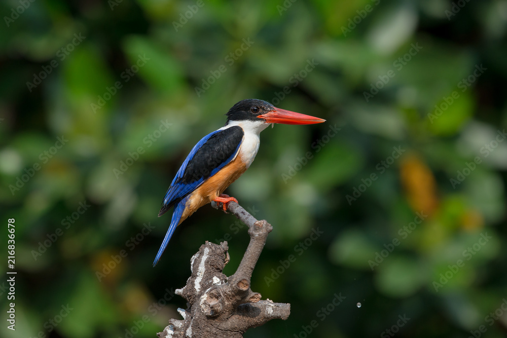 Obraz premium Black-Capped Kingfisher, usually seen on coastal waters and especially in mangroves, it is easily disturbed, but perches conspicuously and dives to catch fish but also feeds on large insects.