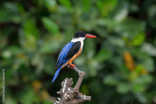 Black-Capped Kingfisher, usually seen on coastal waters and especially in mangroves, it is easily disturbed, but perches conspicuously and dives to catch fish but also feeds on large insects.