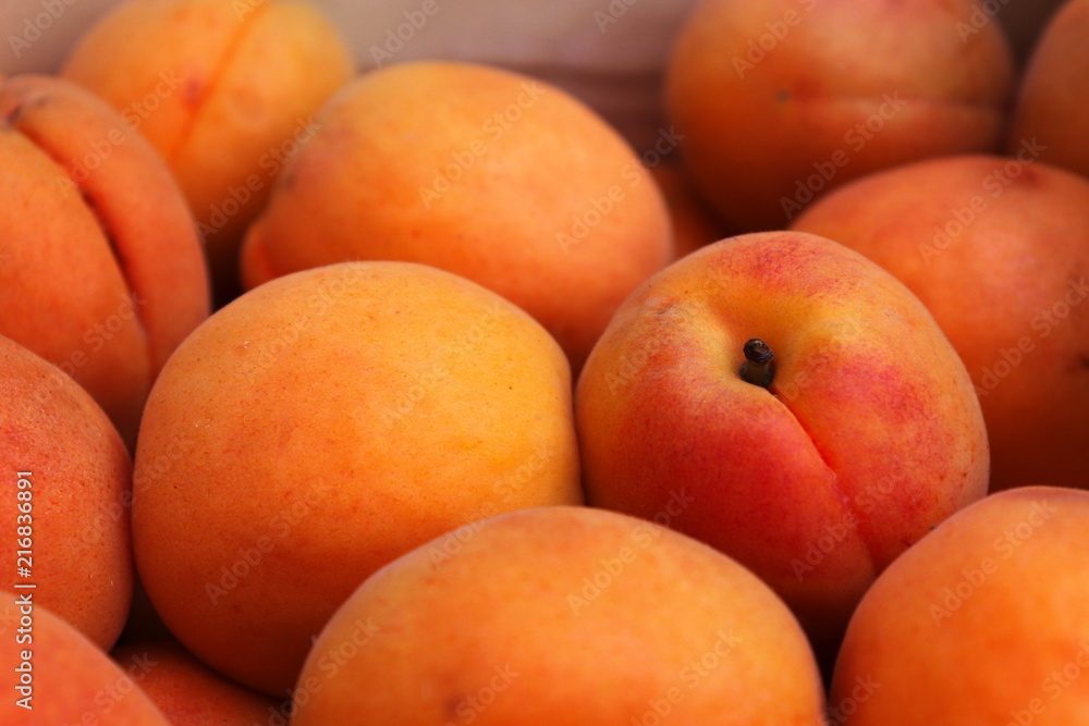 Freshly harvested apricots Freshly harvested apricots