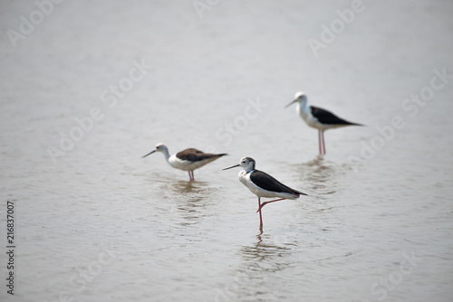 Black-winged stilt have breeding habitat of all these stilts is marshes  shallow lakes and ponds. Some populations are migratory and move to the ocean coasts in winter