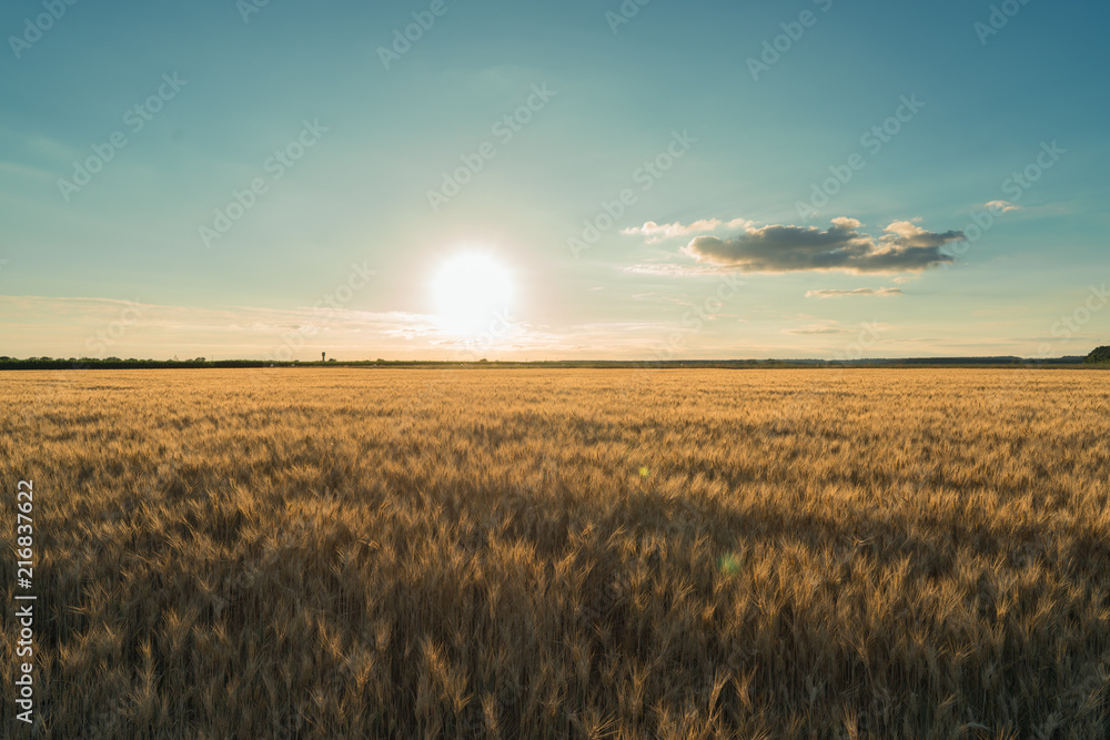 wheat field sunset day