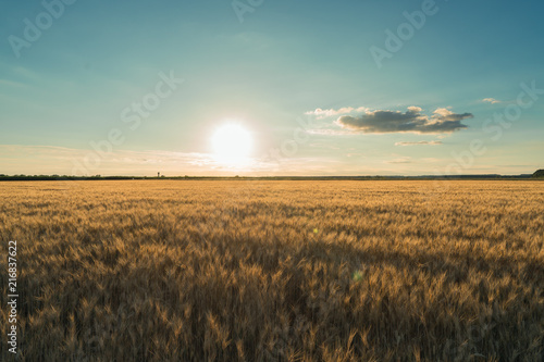 wheat field sunset day